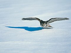 Low Rider, Hawk Owl